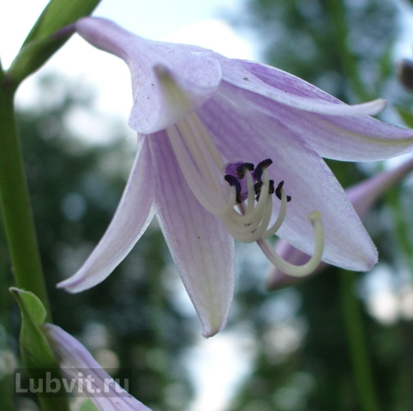 Хоста Кросса Регал (Krossa Regal) [L] купить с доставкой