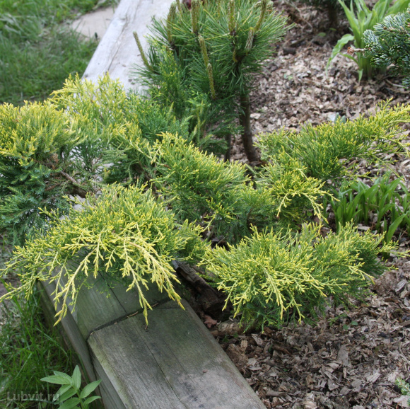 Можжевельник Кинг оф Спринг (King of Spring) купить с доставкой Можжевельник Кинг оф Спринг (King of Spring) купить с доставкой