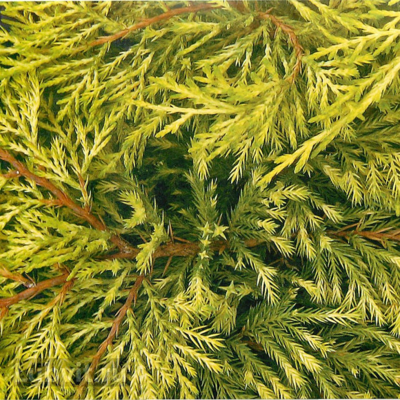 Можжевельник Кинг оф Спринг (King of Spring) купить с доставкой Можжевельник Кинг оф Спринг (King of Spring) купить с доставкой