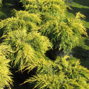Можжевельник Кинг оф Спринг (King of Spring)