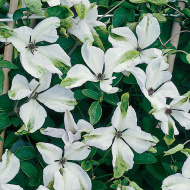 Клематис Алба Люксурианс (Alba Luxurians) Клематис Алба Люксурианс (Alba Luxurians)