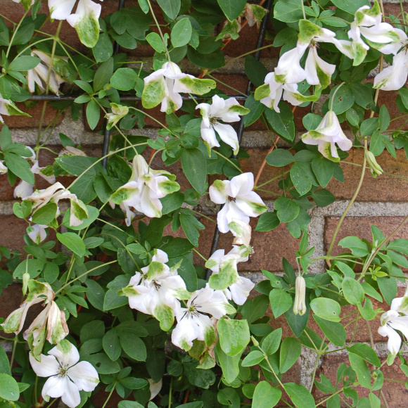 Клематис Алба Люксурианс (Alba Luxurians) купить с доставкой Клематис Алба Люксурианс (Alba Luxurians) купить с доставкой