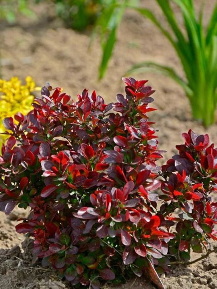 Барбарис Атропурпуреа Нана (Atropurpurea Nana) купить с доставкой