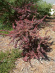 Барбарис Атропурпуреа Нана (Atropurpurea Nana) купить с доставкой