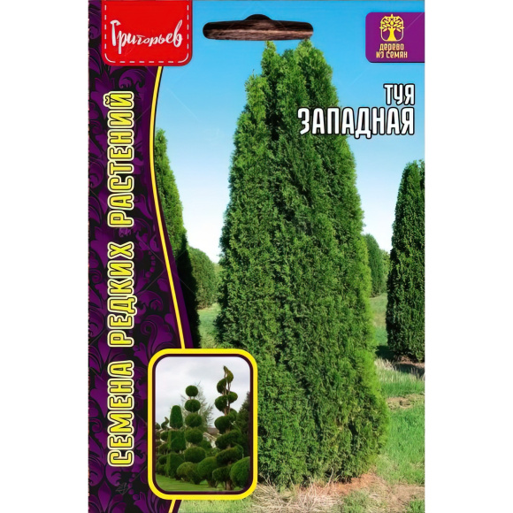 Туя Западная [Семена редких растений] купить с доставкой