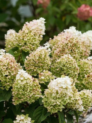 Гортензия Литтл Хотти (Little Hottie) метельчатая