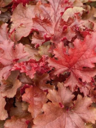 Гейхера Черри Берри (Cherryberry)