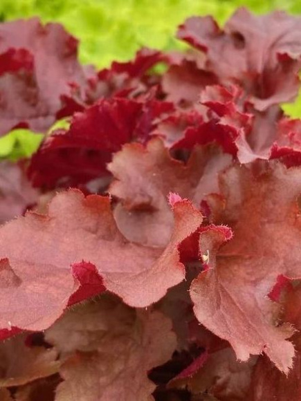 Гейхера Черри Берри (Cherryberry) купить с доставкой