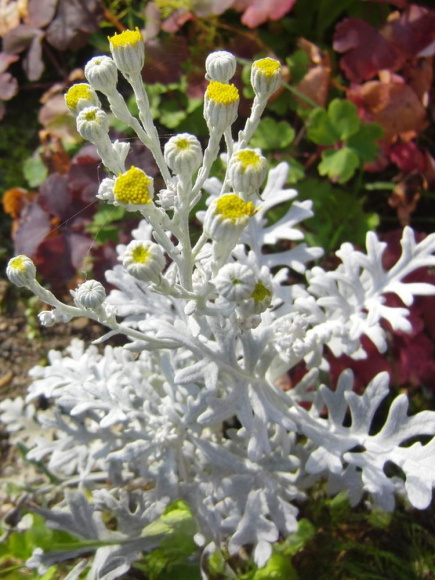 Полынь Стеллера (Stelleriana) купить с доставкой