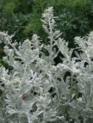 Полынь Стеллера (Stelleriana)