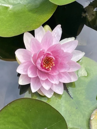 Нимфея Розовая