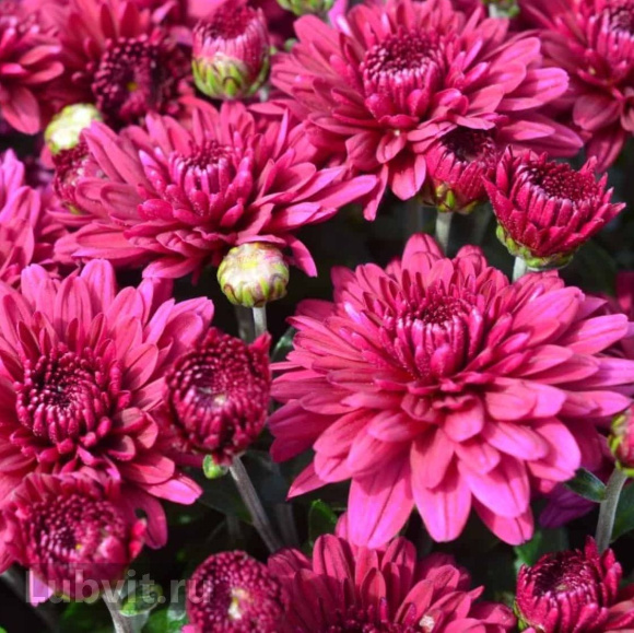 Хризантема садовая Ягуар Перпл (Jaguar Purple) купить с доставкой Хризантема садовая Ягуар Перпл (Jaguar Purple) купить с доставкой