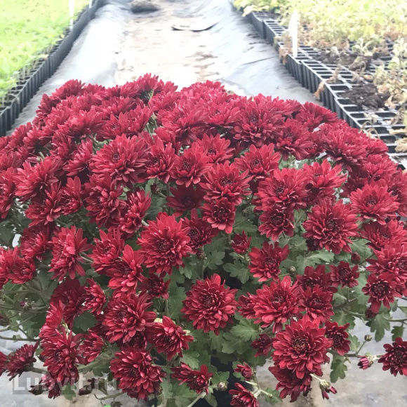 Хризантема садовая Ягуар Перпл (Jaguar Purple) купить с доставкой Хризантема садовая Ягуар Перпл (Jaguar Purple) купить с доставкой