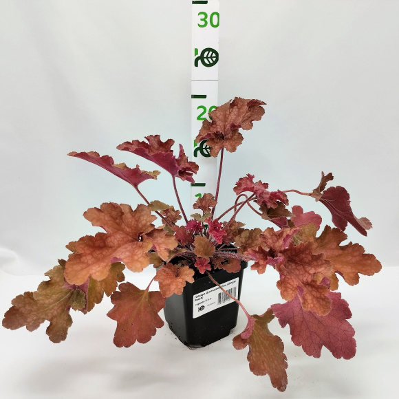 Гейхера Джинджер Пич (Ginger Peach) купить с доставкой