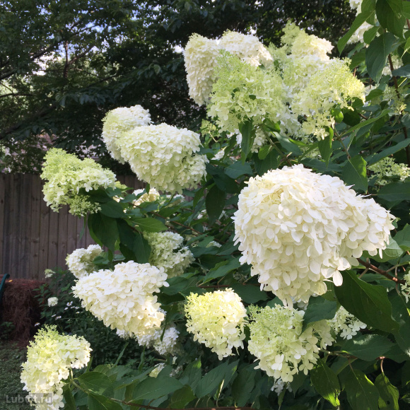 Гортензия Саммер Лав (Summer Love) метельчатая купить с доставкой