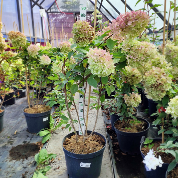 Гортензия Саммер Лав (Summer Love) метельчатая купить с доставкой