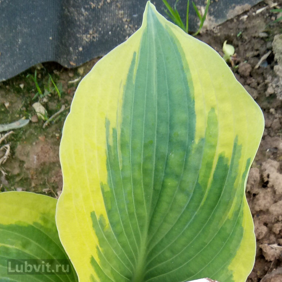 Хоста Мама Миа (Mama Mia) [M] купить с доставкой