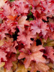 Гейхера Кранберри (Cranberry)