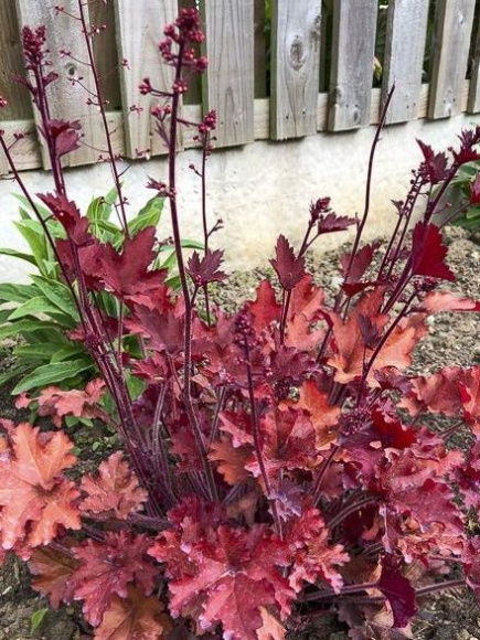 Гейхера Кранберри (Cranberry) купить с доставкой