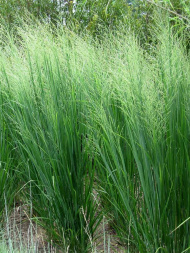 Просо Прутьевидное (Panicum Virgatum)