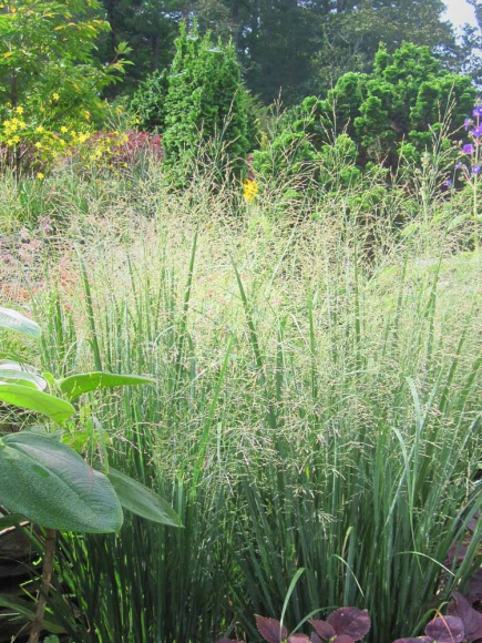Просо Прутьевидное (Panicum Virgatum) купить с доставкой