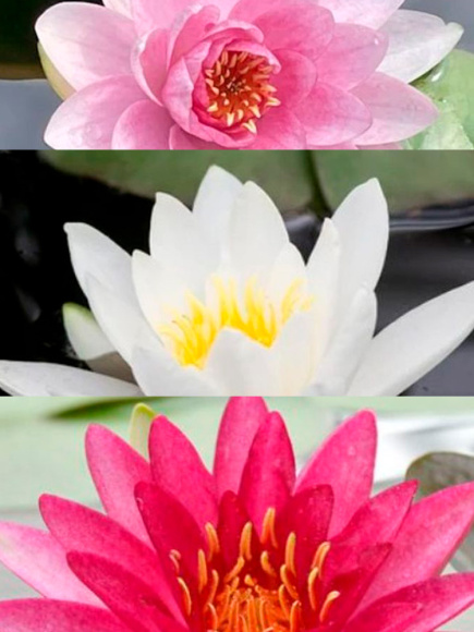 Нимфея Ассортимент купить с доставкой