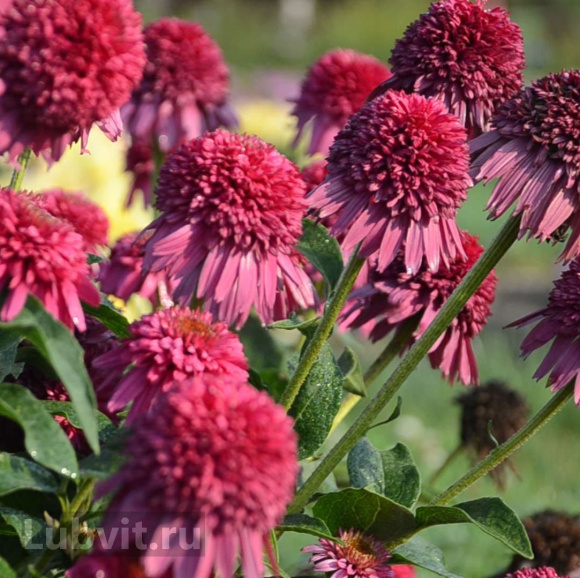 Эхинацея Гуава Айс (Guava Ice) купить с доставкой Эхинацея Гуава Айс (Guava Ice) купить с доставкой