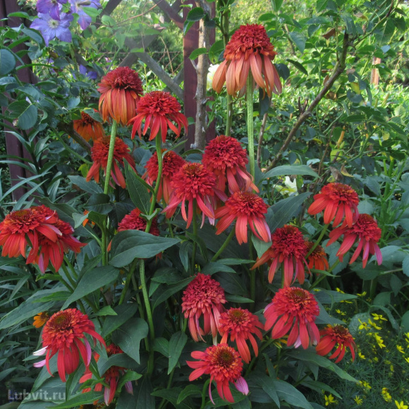 Эхинацея Гуава Айс (Guava Ice) купить с доставкой Эхинацея Гуава Айс (Guava Ice) купить с доставкой