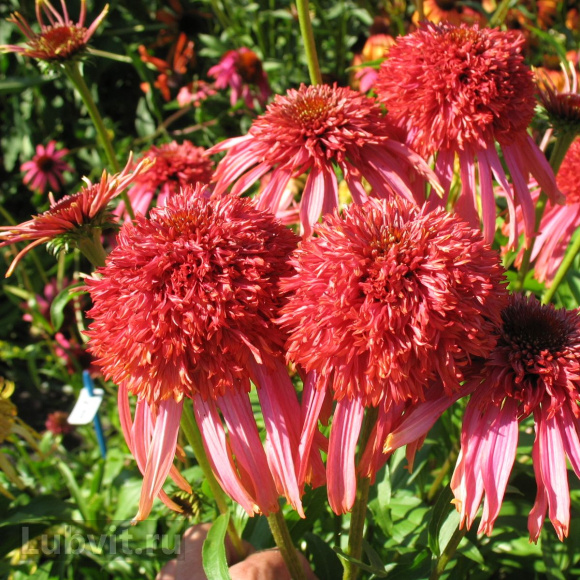 Эхинацея Гуава Айс (Guava Ice) купить с доставкой Эхинацея Гуава Айс (Guava Ice) купить с доставкой