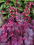 Гейхера Грейп Сода (Grape Soda) купить с доставкой