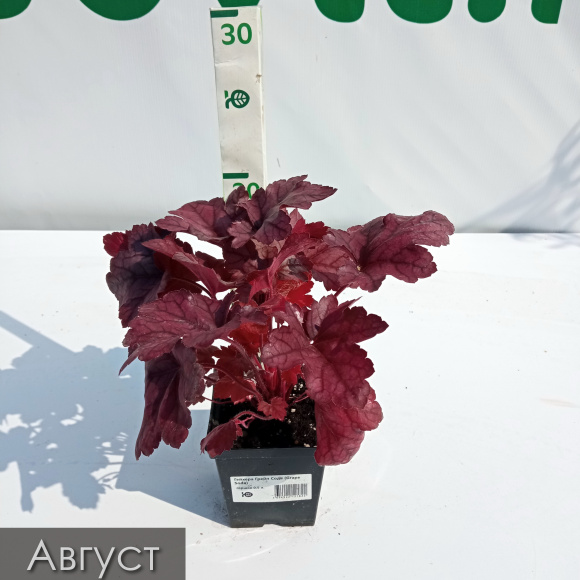 Гейхера Грейп Сода (Grape Soda) купить с доставкой Гейхера Грейп Сода (Grape Soda) купить с доставкой