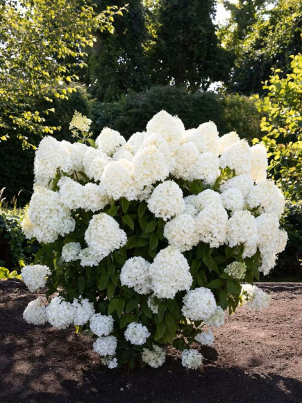 Гортензия Саммер Сноу (Summer Snow) метельчатая купить с доставкой