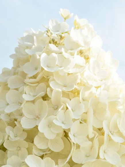 Гортензия Саммер Сноу (Summer Snow) метельчатая купить с доставкой