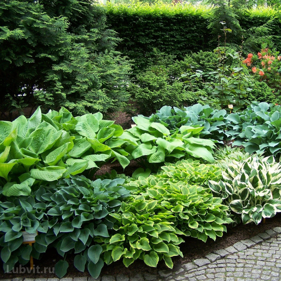 Хоста Девон Грин (Devon Green) [M] купить с доставкой