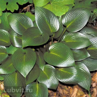 Хоста Девон Грин (Devon Green) [M]