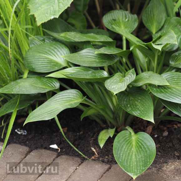 Хоста Девон Грин (Devon Green) [M] купить с доставкой