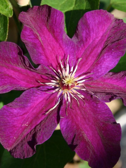 Клематис Стасик (Stasik) купить с доставкой