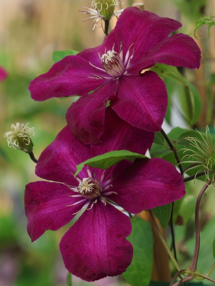 Клематис Стасик (Stasik) купить с доставкой