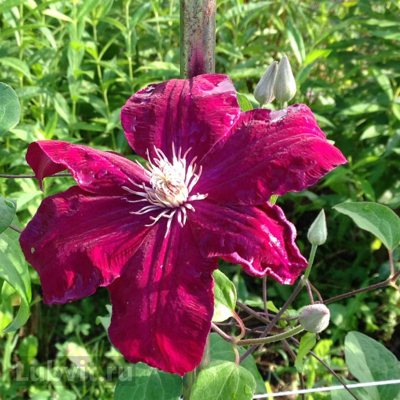 Клематис Стасик (Stasik) купить с доставкой