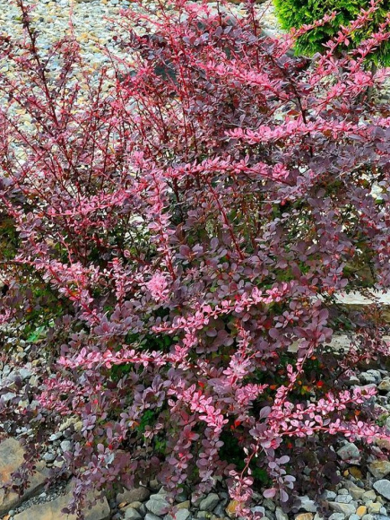 Барбарис Пинк Куин (Pink Queen) купить с доставкой