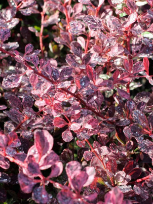 Барбарис Пинк Куин (Pink Queen)