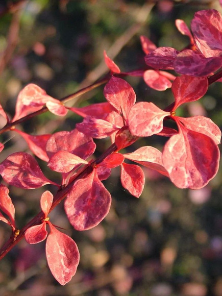 Барбарис Пинк Куин (Pink Queen) купить с доставкой