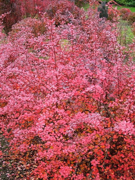 Барбарис Пинк Куин (Pink Queen) купить с доставкой