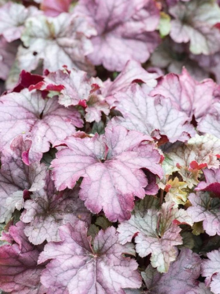 Гейхера Индиан Саммер Хаклберри (Indian Summer Huckleberry) купить с доставкой