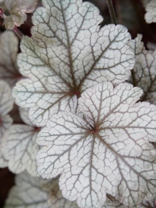 Гейхера Индиан Саммер Хаклберри (Indian Summer Huckleberry)