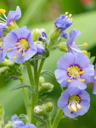 Синюха Хэвенли Хэбит (Heavenly Habit) северная