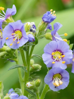 Синюха Хэвенли Хэбит (Heavenly Habit) северная