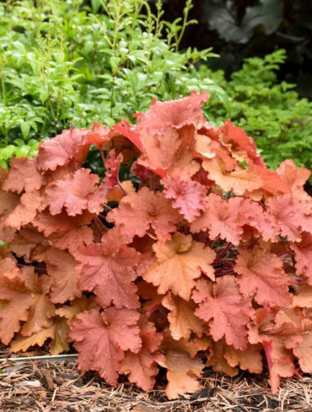 Гейхера Пичберри Айс (Peachberry Ice) купить с доставкой