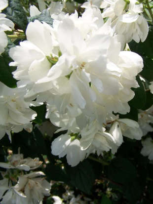 Чубушник Жемчуг