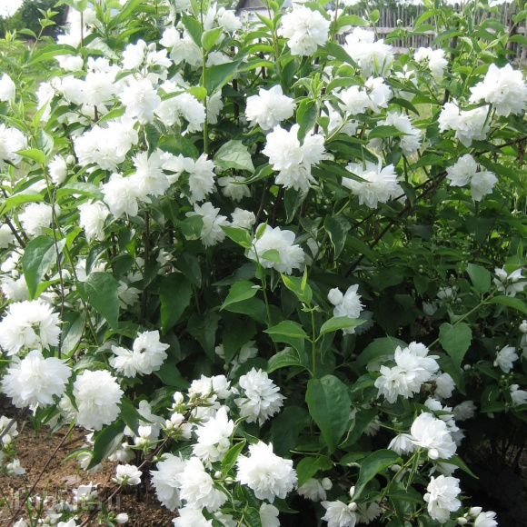 Чубушник Жемчуг купить с доставкой